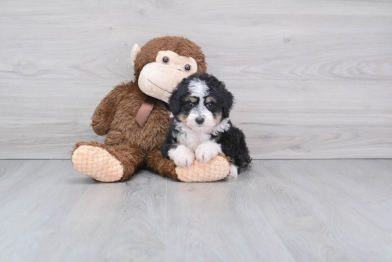 Energetic Aussiepoo Poodle Mix Puppy