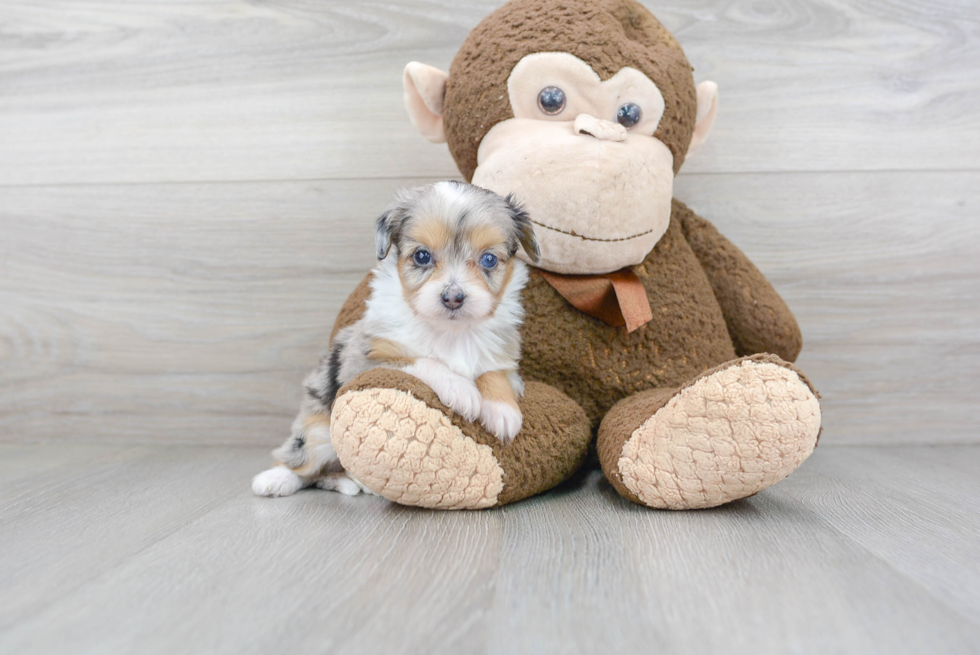 Mini Aussiedoodle Puppy for Adoption