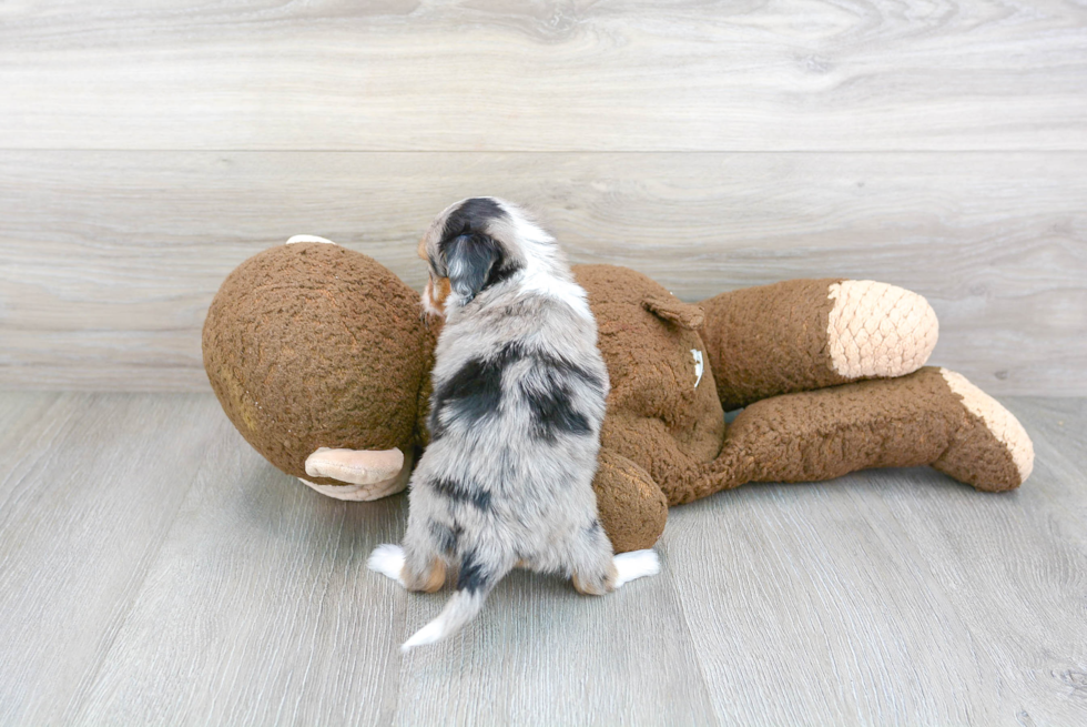 Mini Aussiedoodle Puppy for Adoption