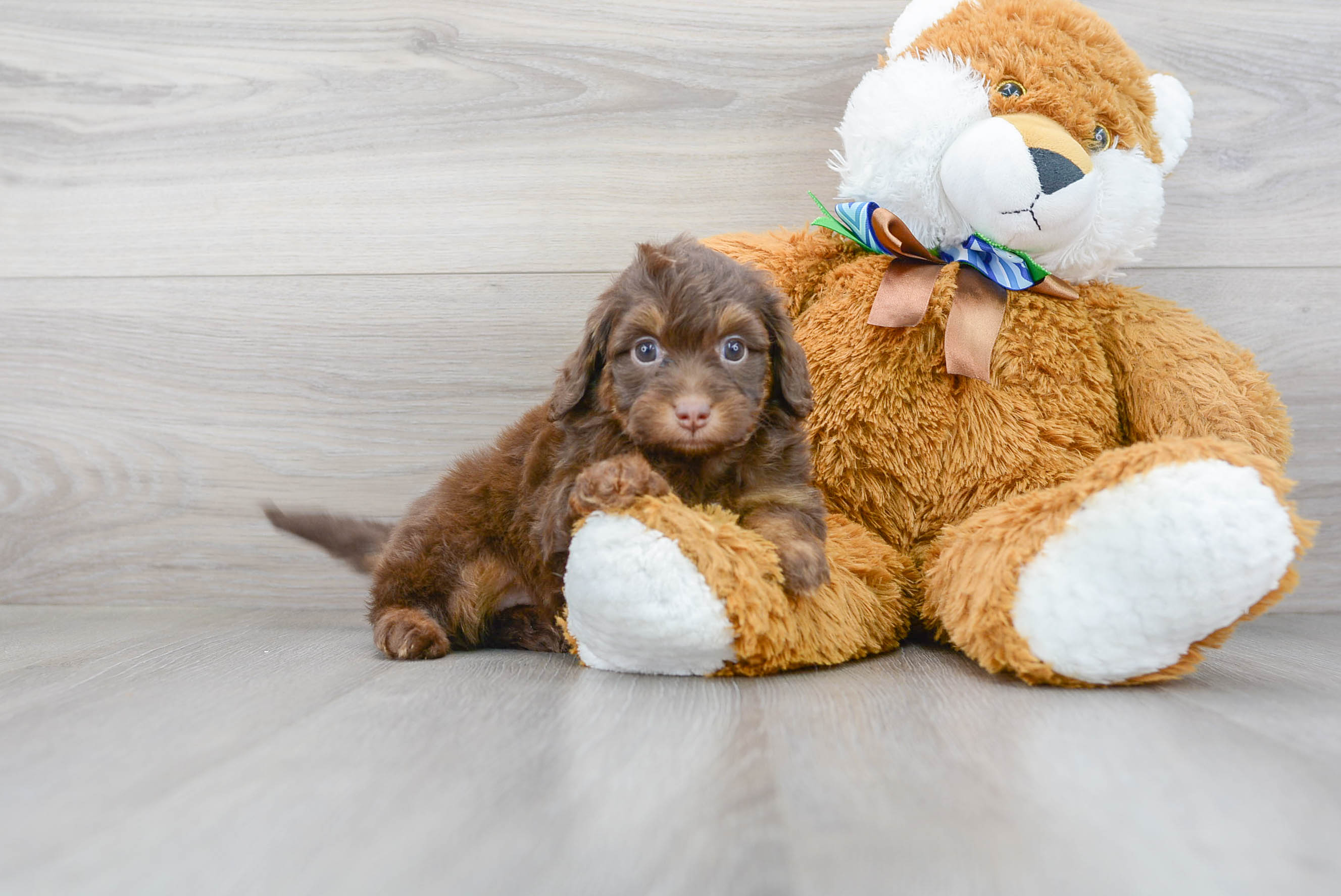 Friendly Mini Aussiedoodle Baby