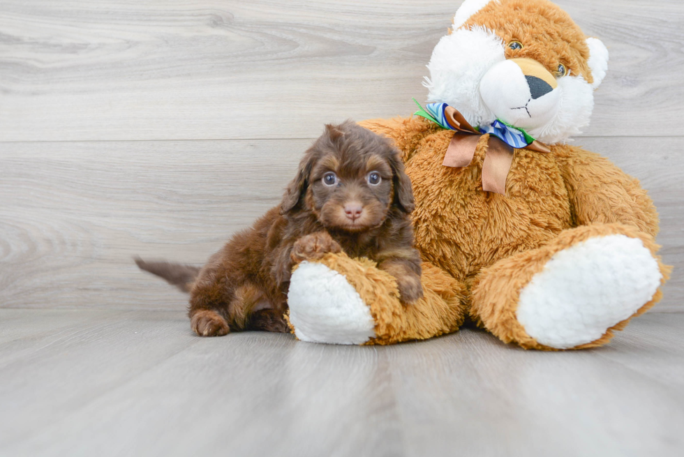 Friendly Mini Aussiedoodle Baby