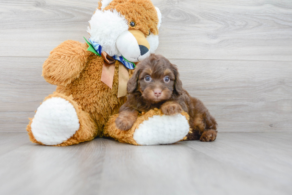 Sweet Mini Aussiedoodle Baby