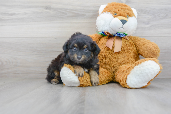 Friendly Mini Aussiedoodle Baby