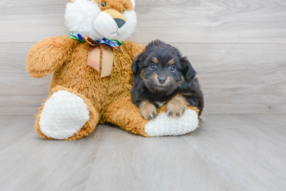 Best Mini Aussiedoodle Baby