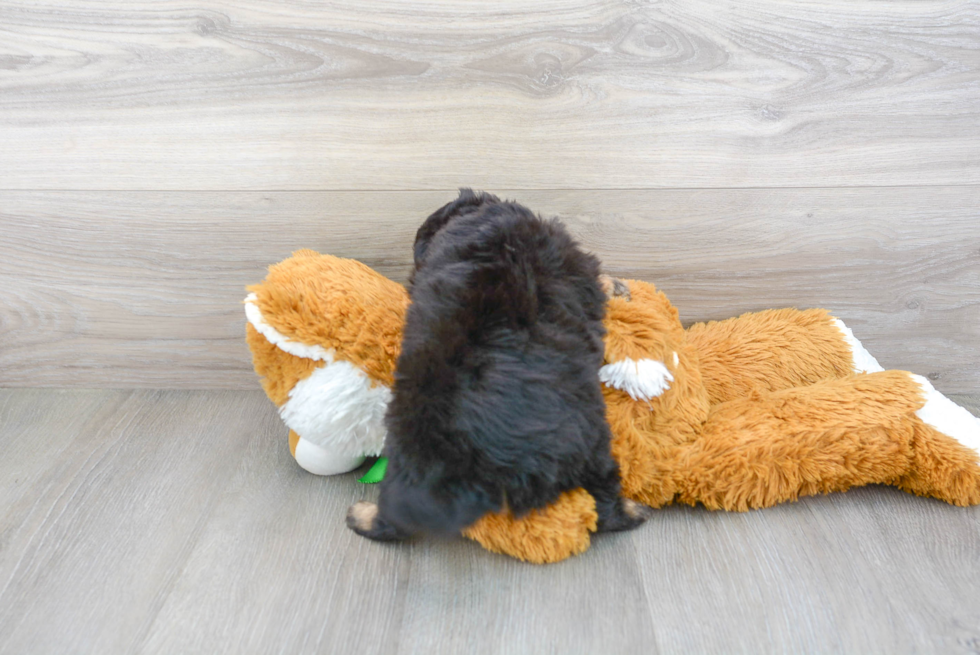 Energetic Aussiepoo Poodle Mix Puppy