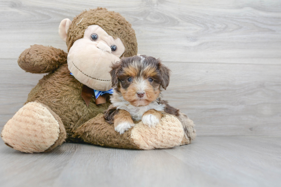 Petite Mini Aussiedoodle Poodle Mix Pup