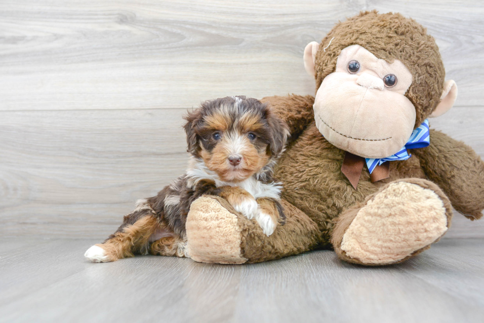 Mini Aussiedoodle Puppy for Adoption