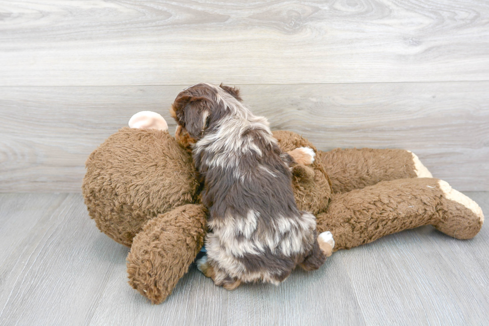 Playful Aussiepoo Poodle Mix Puppy