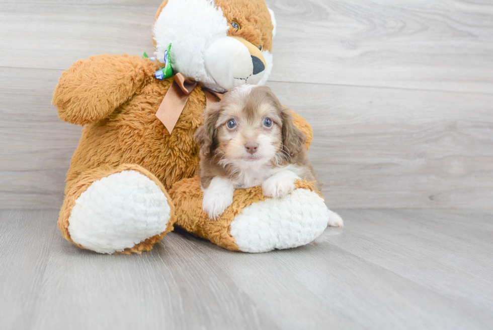 Fluffy Mini Aussiedoodle Poodle Mix Pup