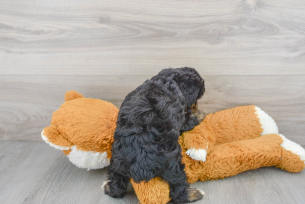 Smart Mini Aussiedoodle Poodle Mix Pup