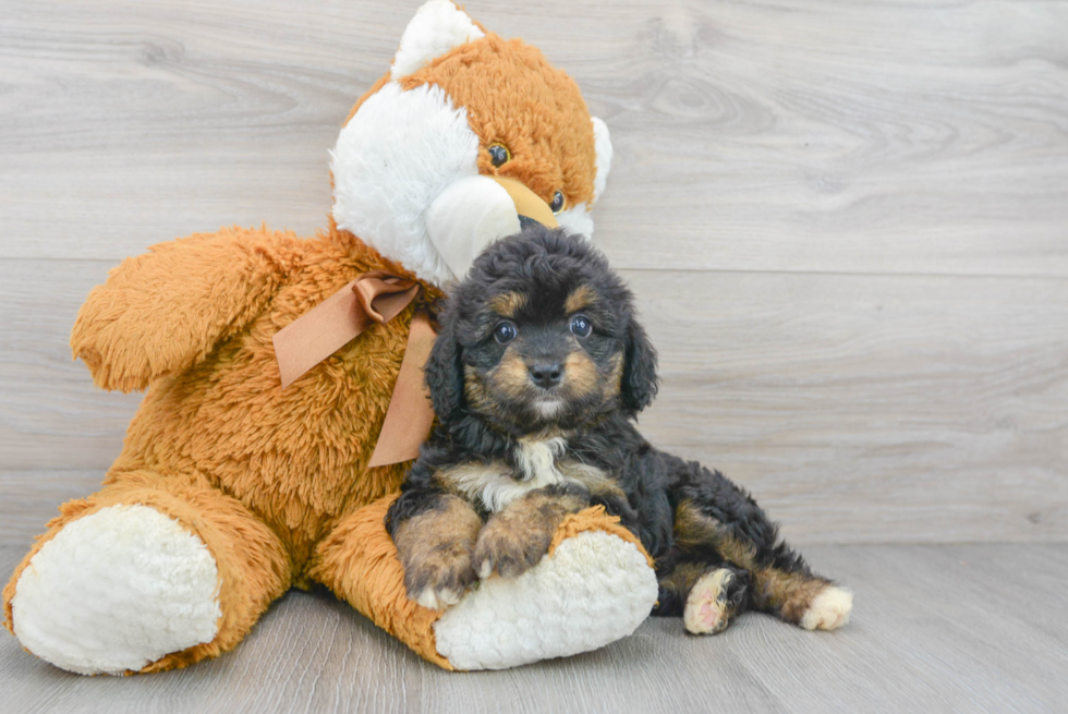 Mini Aussiedoodle Pup Being Cute