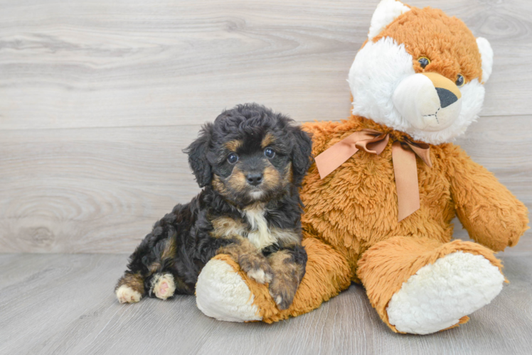 Petite Mini Aussiedoodle Poodle Mix Pup