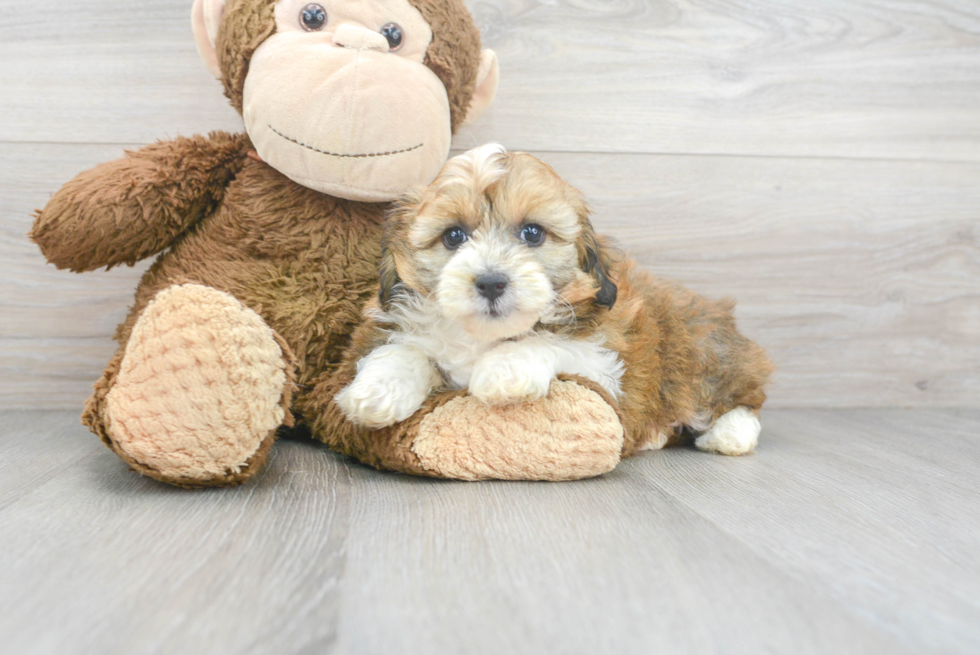 Mini Aussiedoodle Puppy for Adoption