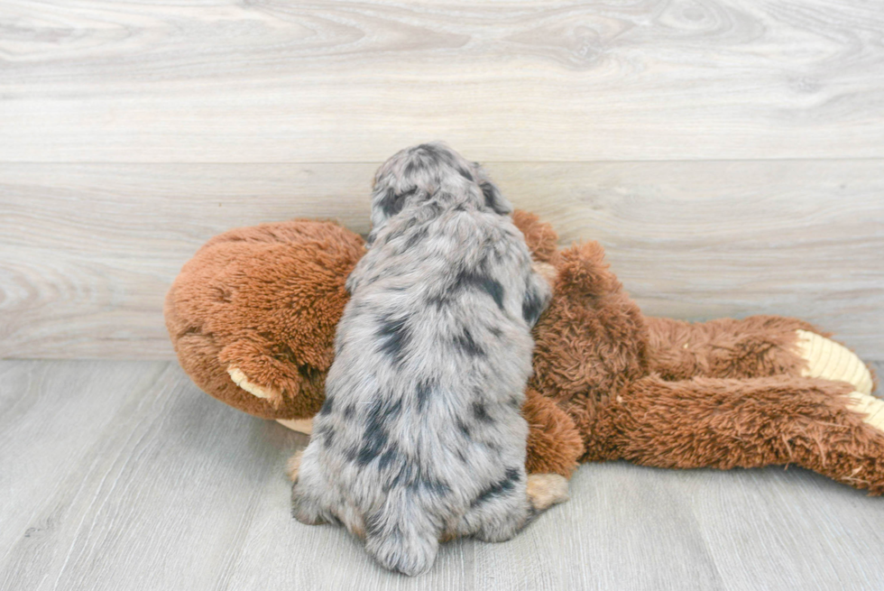 Sweet Mini Aussiedoodle Baby