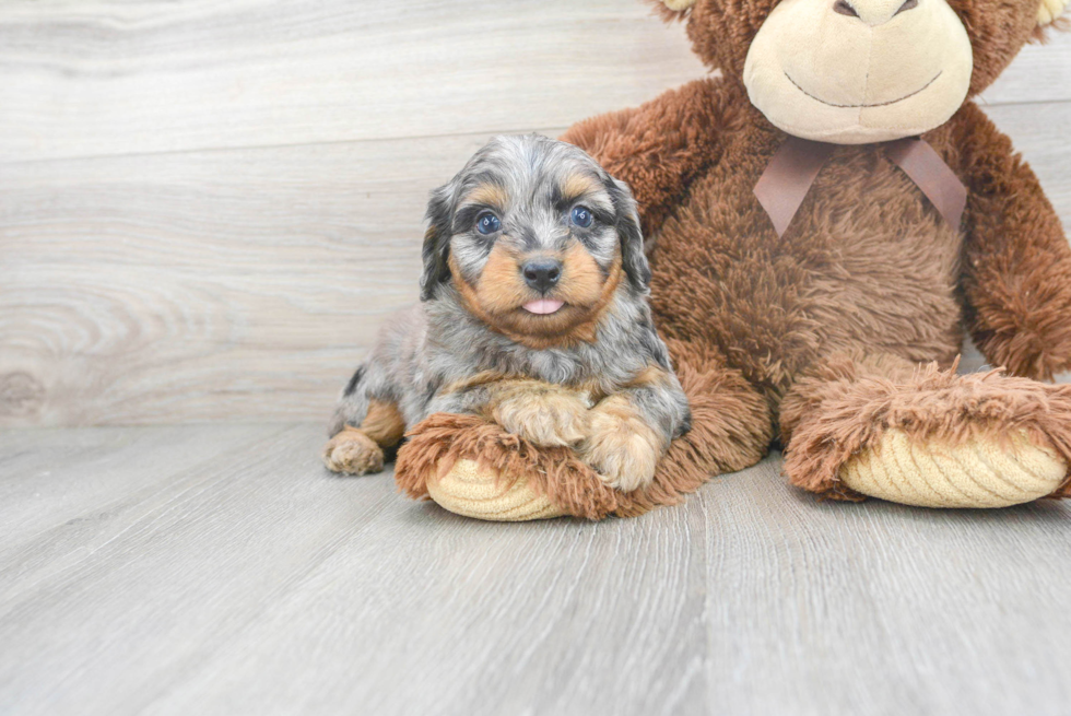 Mini Aussiedoodle Pup Being Cute