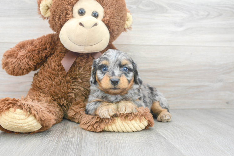 Happy Mini Aussiedoodle Baby