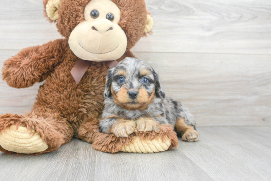 Happy Mini Aussiedoodle Baby