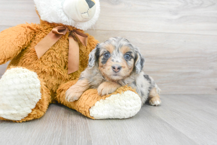 Hypoallergenic Aussiepoo Poodle Mix Puppy