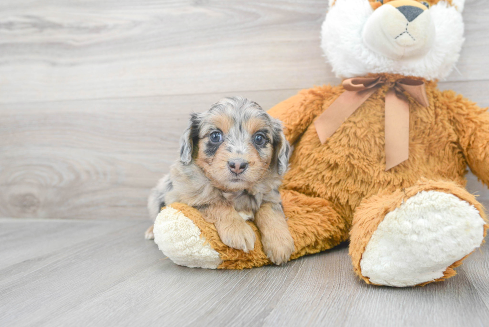 Mini Aussiedoodle Puppy for Adoption