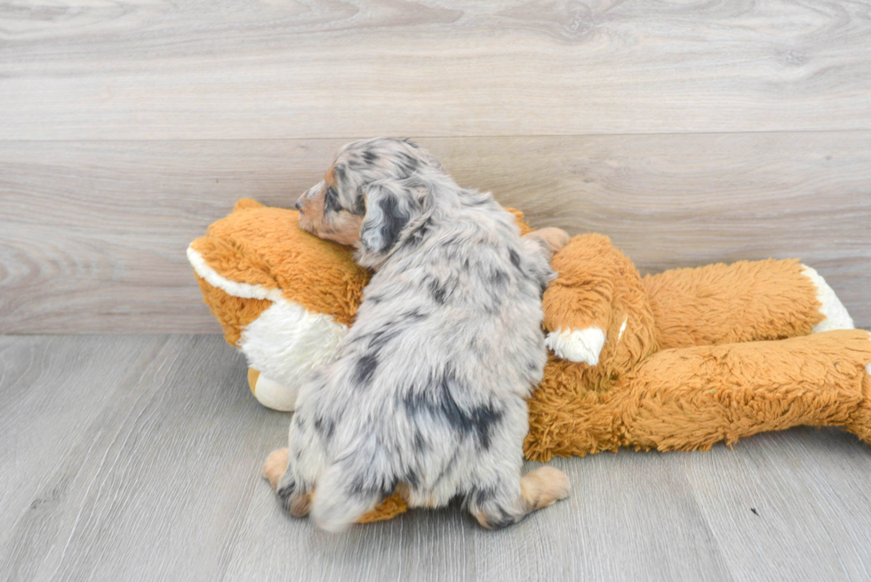 Playful Aussiepoo Poodle Mix Puppy