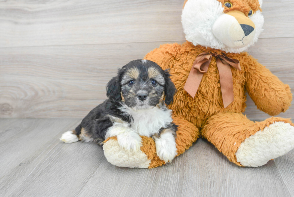 Friendly Mini Aussiedoodle Baby