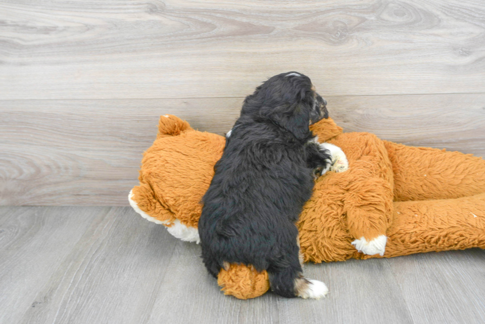 Petite Mini Aussiedoodle Poodle Mix Pup