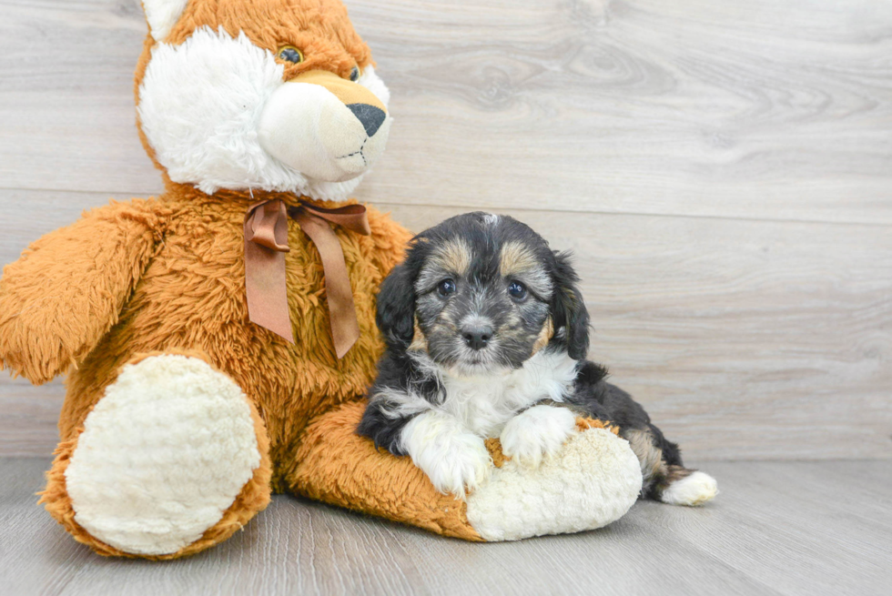 Mini Aussiedoodle Pup Being Cute