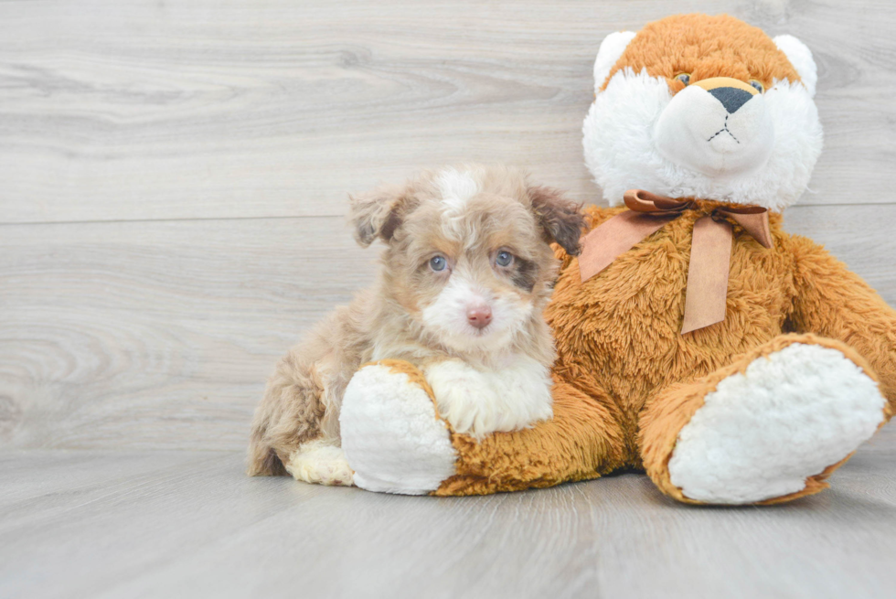 Friendly Mini Aussiedoodle Baby