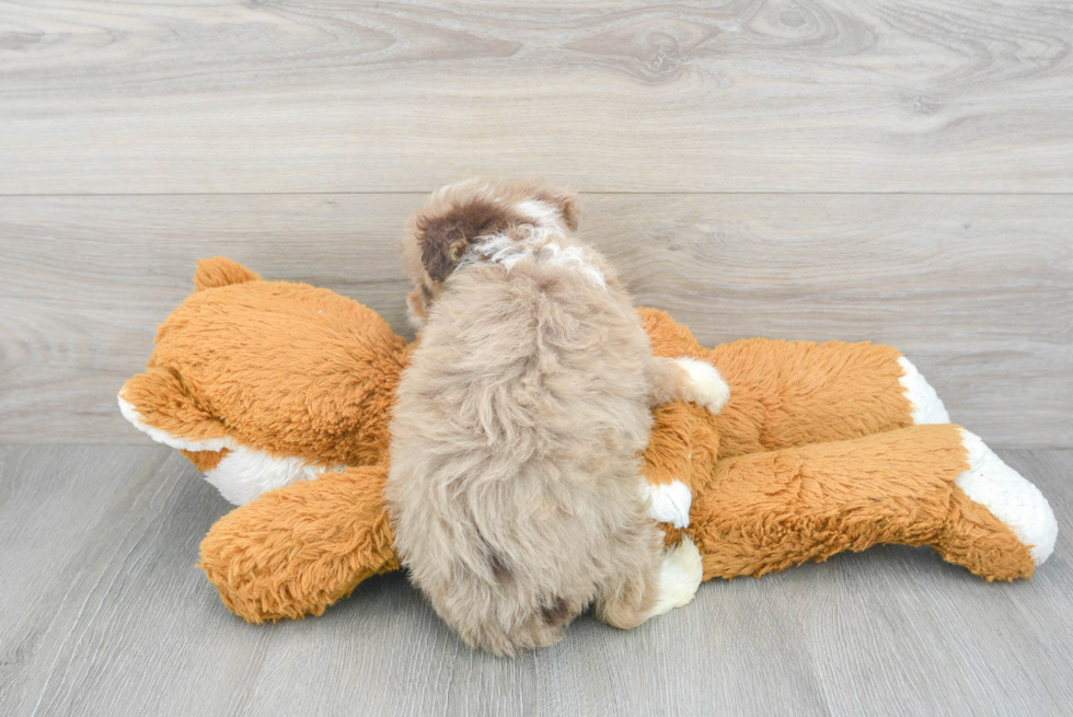 Energetic Aussiepoo Poodle Mix Puppy