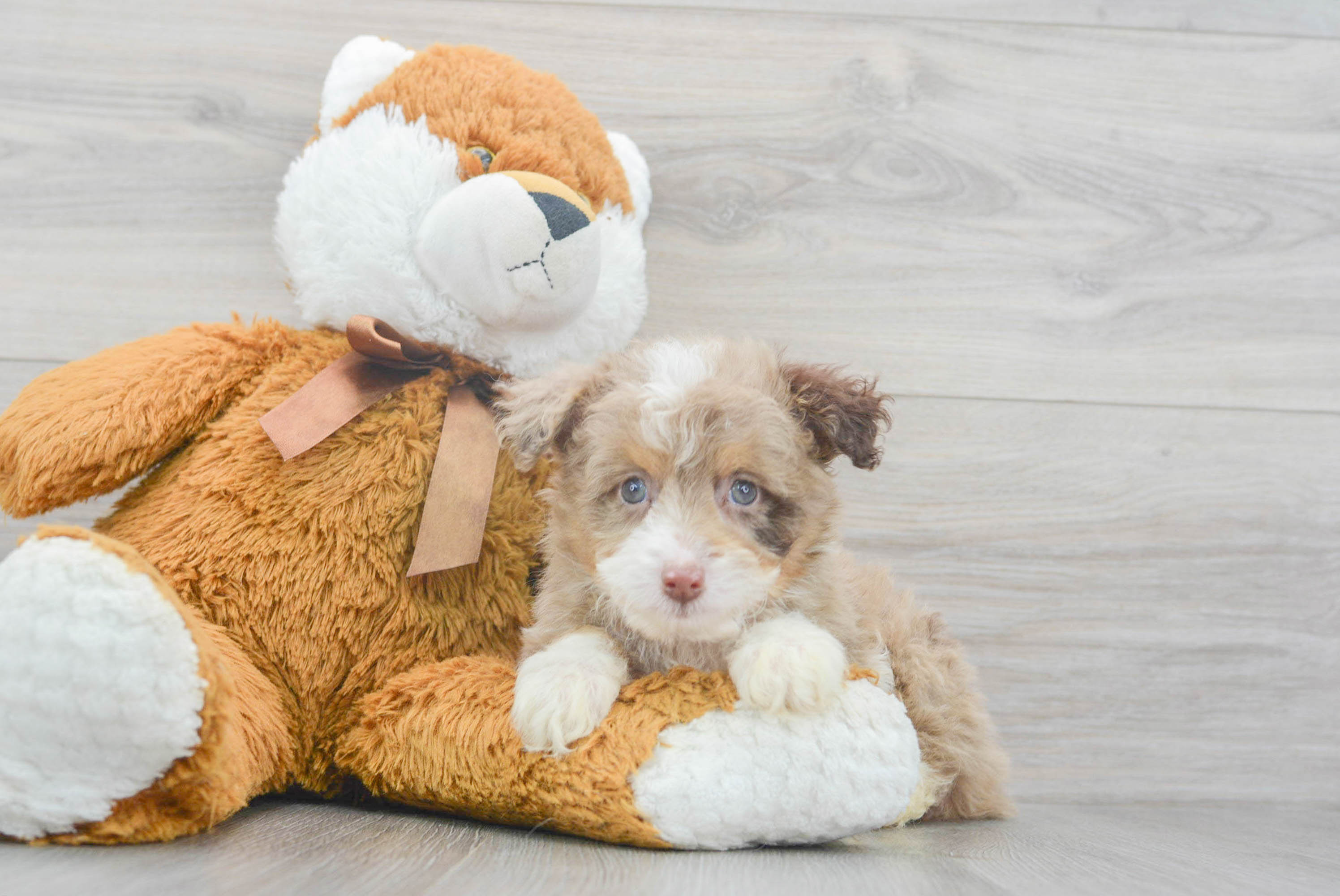 Little Aussiepoo Poodle Mix Puppy