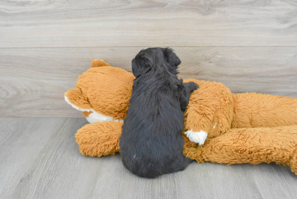 Cute Mini Aussiedoodle Baby