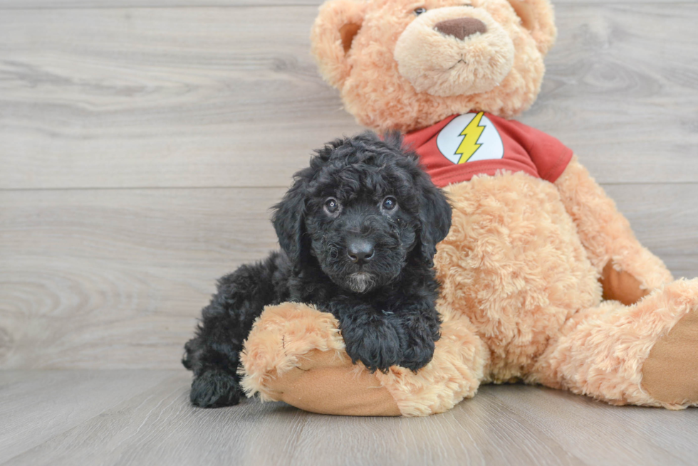 Hypoallergenic Aussiepoo Poodle Mix Puppy