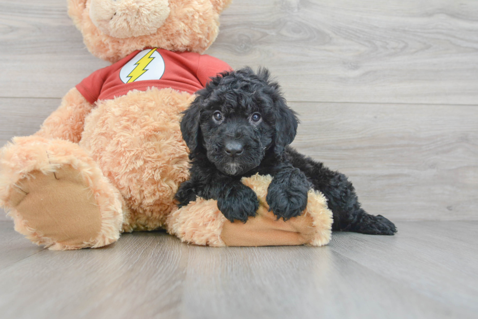 Best Mini Aussiedoodle Baby
