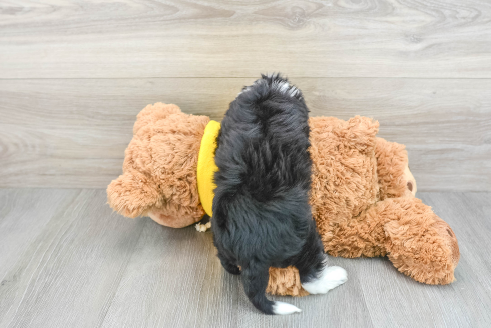 Mini Aussiedoodle Puppy for Adoption