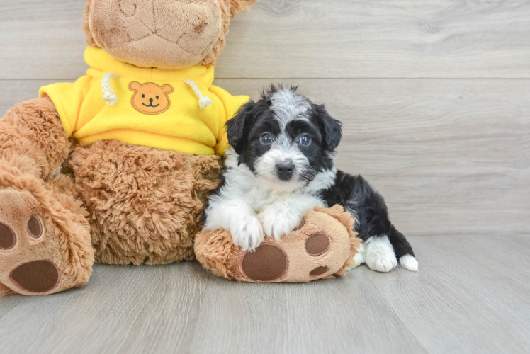 Mini Aussiedoodle Puppy for Adoption