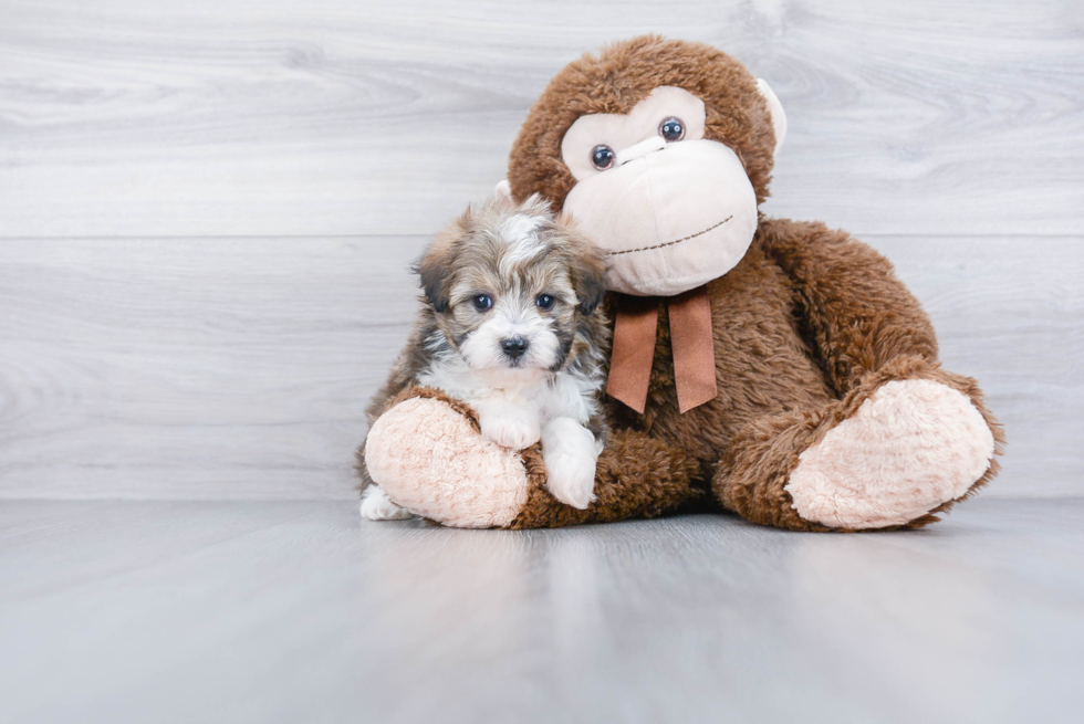 Funny Mini Aussiedoodle Poodle Mix Pup