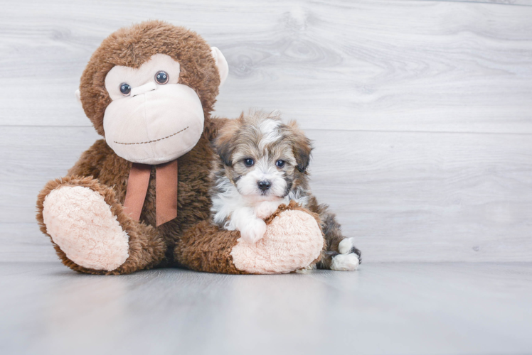 Best Mini Aussiedoodle Baby