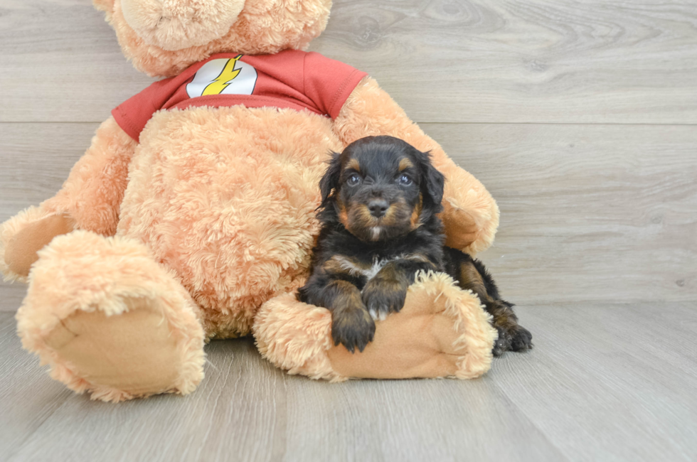 6 week old Mini Aussiedoodle Puppy For Sale - Premier Pups