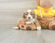 7 week old Mini Aussiedoodle Puppy For Sale - Premier Pups