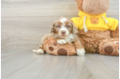 Mini Aussiedoodle Pup Being Cute