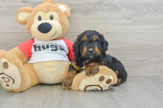 Friendly Mini Aussiedoodle Baby