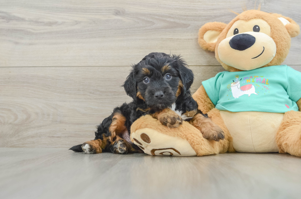 5 week old Mini Aussiedoodle Puppy For Sale - Premier Pups