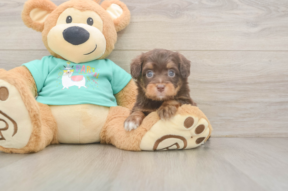 6 week old Mini Aussiedoodle Puppy For Sale - Premier Pups
