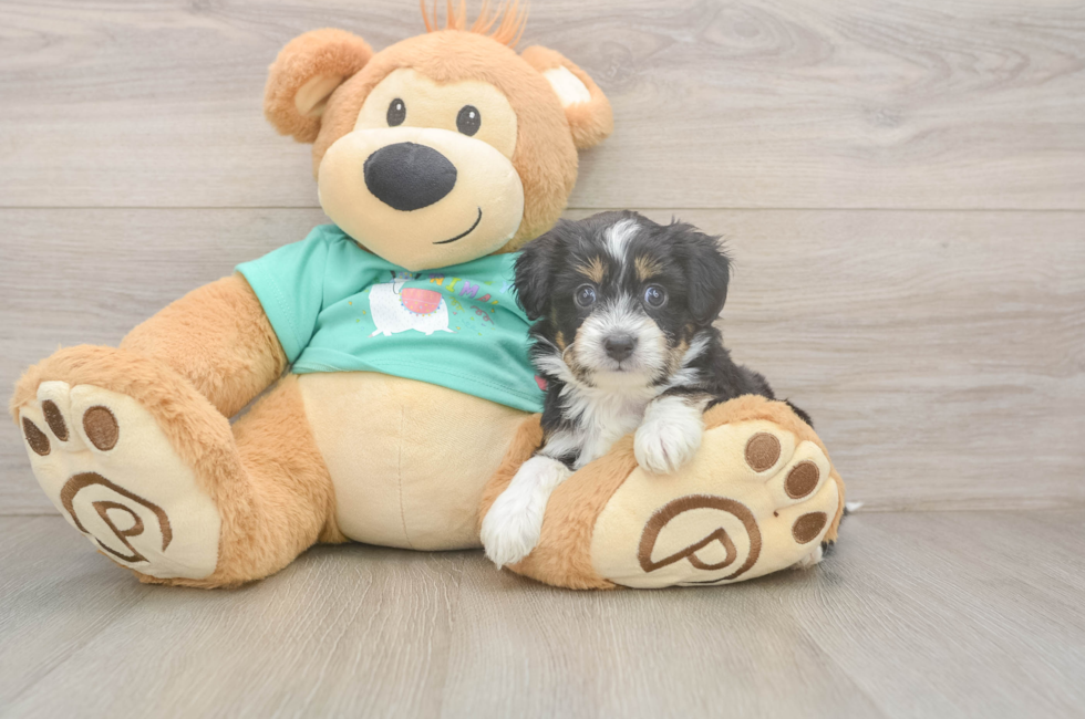 5 week old Mini Aussiedoodle Puppy For Sale - Premier Pups