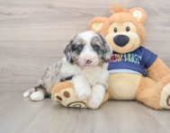 5 week old Mini Aussiedoodle Puppy For Sale - Premier Pups