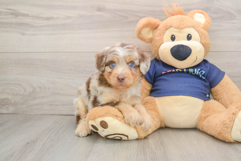 Adorable Aussiepoo Poodle Mix Puppy