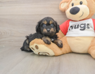 8 week old Mini Aussiedoodle Puppy For Sale - Premier Pups