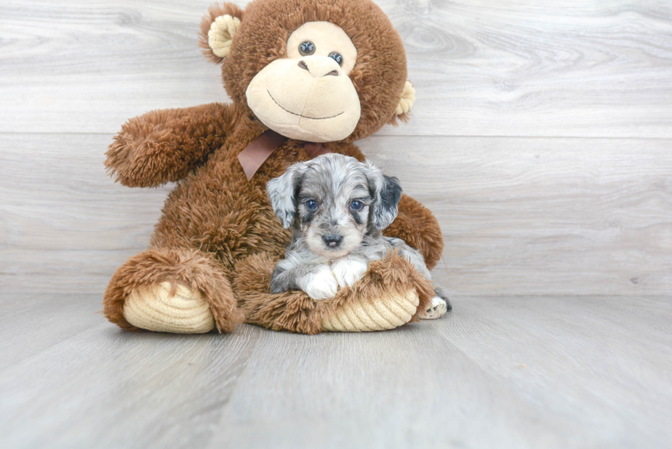 Best Mini Aussiedoodle Baby