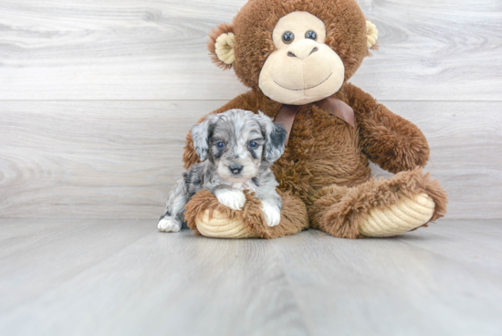 Energetic Aussiepoo Poodle Mix Puppy