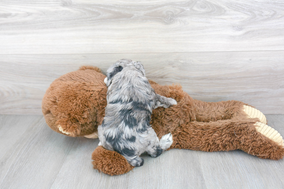 Hypoallergenic Aussiepoo Poodle Mix Puppy